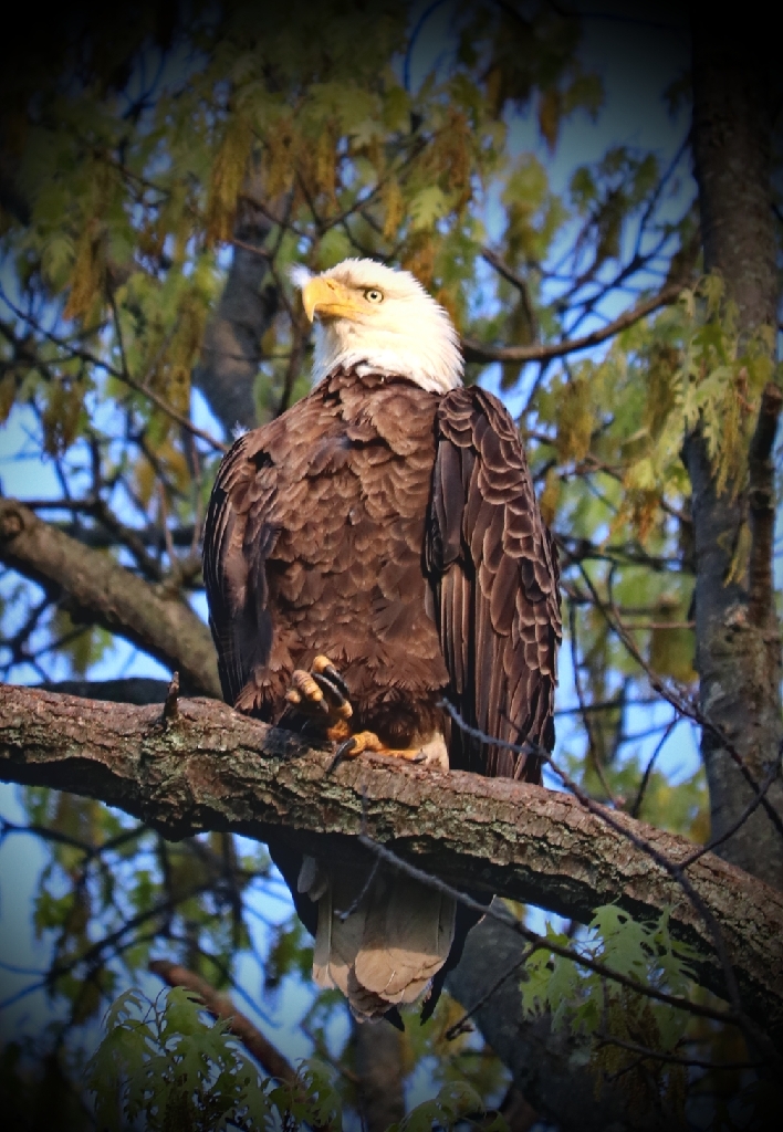 Nature In Class B By Shelby Lukowski For On Guard MAY-2019.jpg